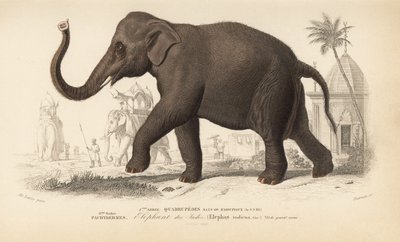 Elefante indio, del "Dictionnaire Universel d