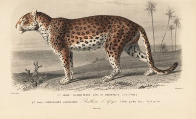 Leopardo, del "Dictionnaire Universel d