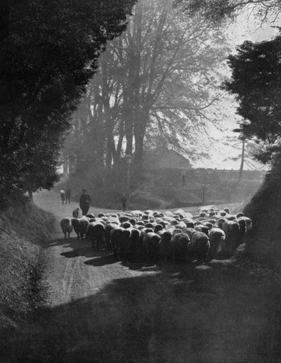 Ovejas en camino a la feria de ovejas de Wilton, Wilton, Wiltshire, 1924-1926 de Charles E. Brown