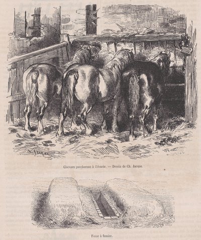 Caballos percherones en el establo, Fosa de estiércol, de Magasin Pittoresque, ca. 1852 de Charles Emile Jacque