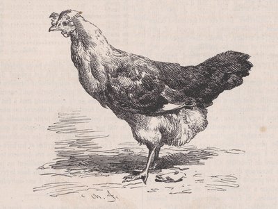 Gallina francesa ordinaria, mala ponedora, del Magasin Pittoresque, ca. 1852 de Charles Emile Jacque