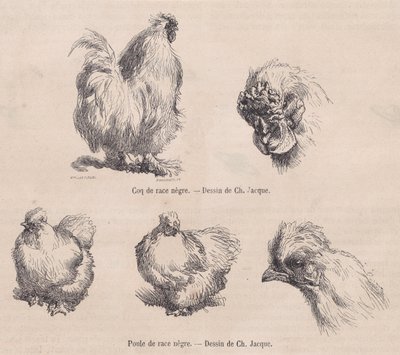 Gallo sedoso y gallina sedosa, de Le Magasin Pittoresque, septiembre de 1861 de Charles Emile Jacque