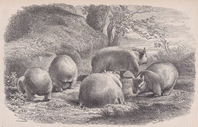 El Wombat, de Le Magasin Pittoresque, ca. 1852 de Charles Emile Jacque