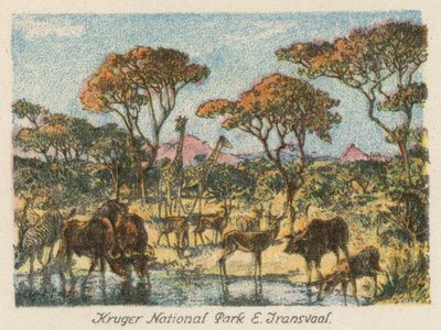 Sudáfrica: Parque Nacional Kruger, E Transvaal (litografía en color) de Charles Ernest Peers