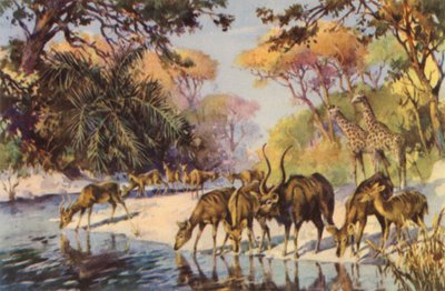 Sudáfrica: Parque Nacional Kruger, Transvaal (litografía en color) de Charles Ernest Peers