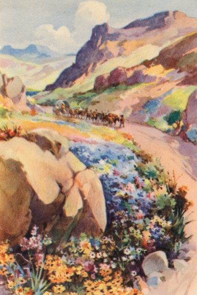Sudáfrica: Flores de Namaqualand (litografía en color) de Charles Ernest Peers