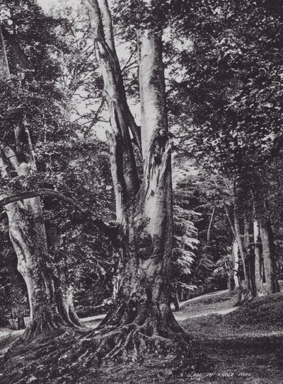 Un claro en el Parque Knole de Charles Essenhigh Corke