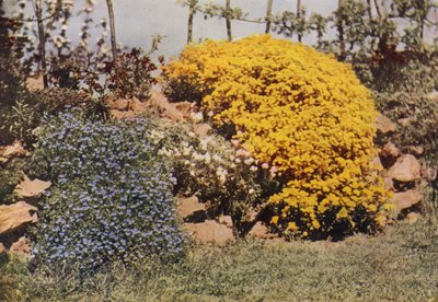 A Rockery Wall, Aubrietia, Sun Rose, Yellow Alyssum (foto en color) de Charles Essenhigh Corke
