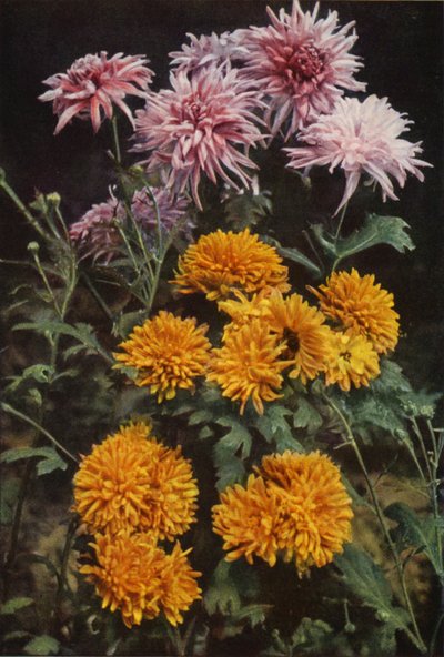 Crisantemos fronterizos (foto a color) de Charles Essenhigh Corke