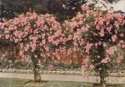 Rosa trepadora Lady Godiva (foto en color) de Charles Essenhigh Corke