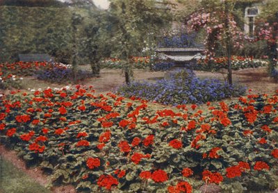 Geranium Paul Crampel y otras flores de verano (foto a color) de Charles Essenhigh Corke