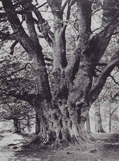 Rey Haya, Parque Knole (foto en blanco y negro) de Charles Essenhigh Corke