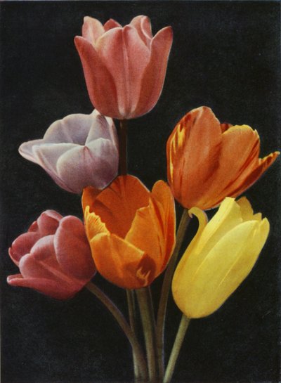 Tulipanes en flor de mayo (foto en color) de Charles Essenhigh Corke