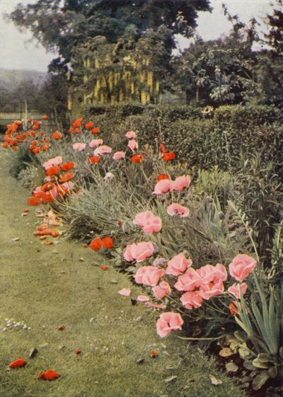 Amapolas orientales (foto en color) de Charles Essenhigh Corke