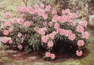 Rhododendron Pink Pearl, en "The Heights", Witley, la residencia de la Sra. Farnham (foto en color) de Charles Essenhigh Corke
