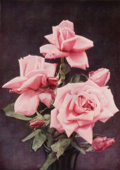 Rose Lady Ashtown (foto en color) de Charles Essenhigh Corke
