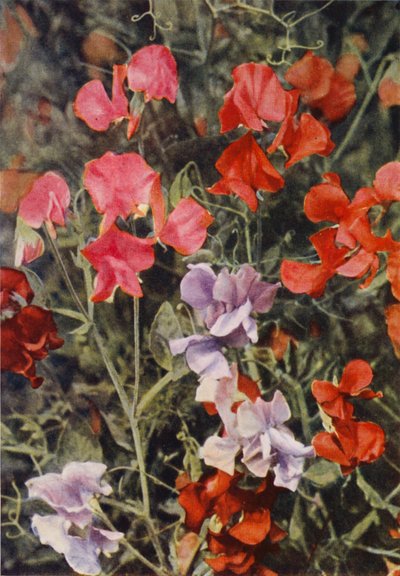 Algunos guisantes de olor modernos (foto en color) de Charles Essenhigh Corke