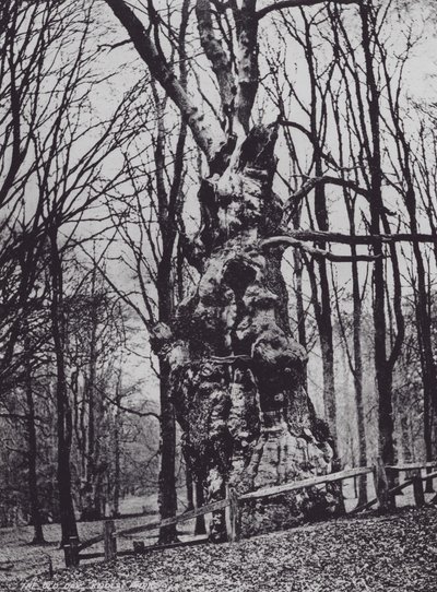 El Viejo Roble, Parque Knole (foto en b/n) de Charles Essenhigh Corke