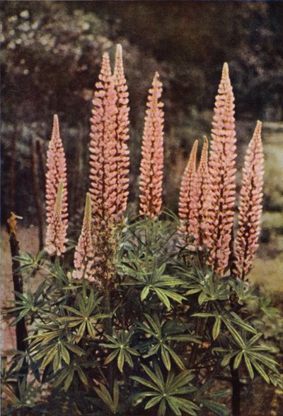 El lupino de color rosa (foto en color) de Charles Essenhigh Corke
