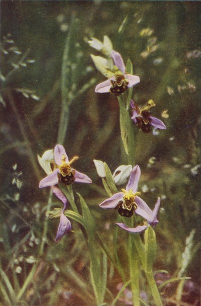 Flores silvestres: Bee Orchis (foto a color) de Charles Essenhigh Corke
