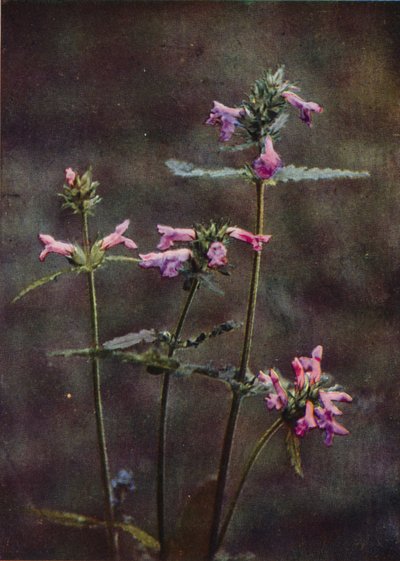 Flores silvestres: Betony (foto a color) de Charles Essenhigh Corke