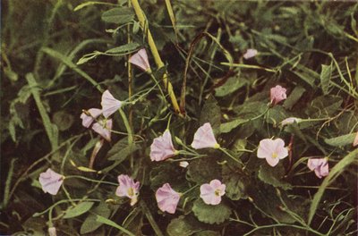 Flores silvestres: Correhuela (foto a color) de Charles Essenhigh Corke