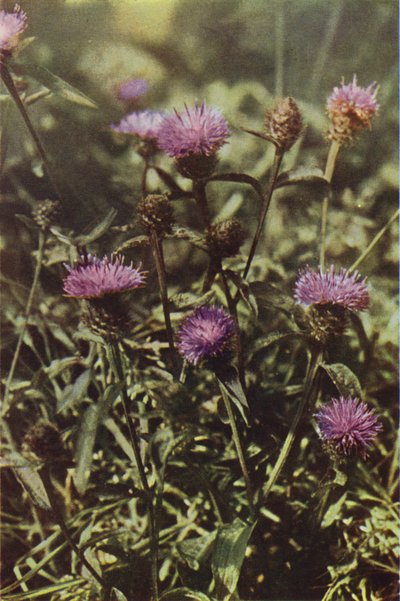 Flores silvestres: mala hierba negra (foto en color) de Charles Essenhigh Corke