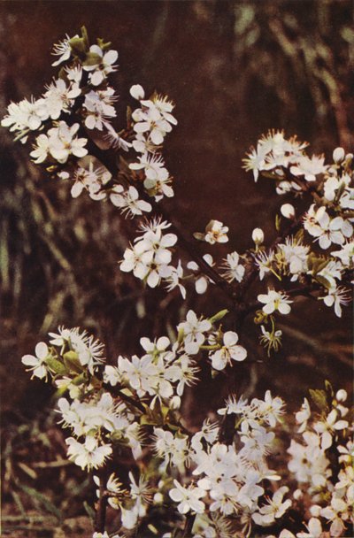 Flores silvestres: Endrino (foto a color) de Charles Essenhigh Corke