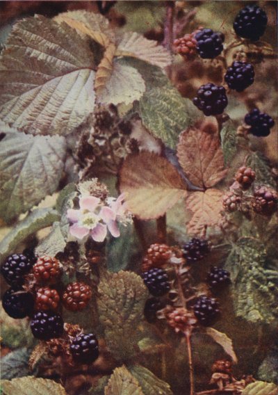Flores silvestres: Zarzamora (foto color) de Charles Essenhigh Corke