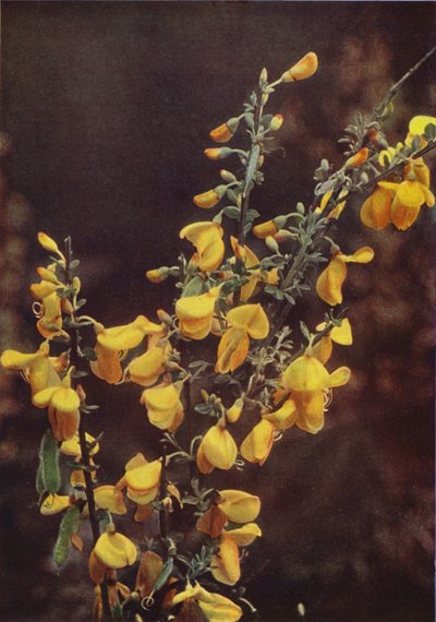 Flores silvestres: Escoba (foto color) de Charles Essenhigh Corke