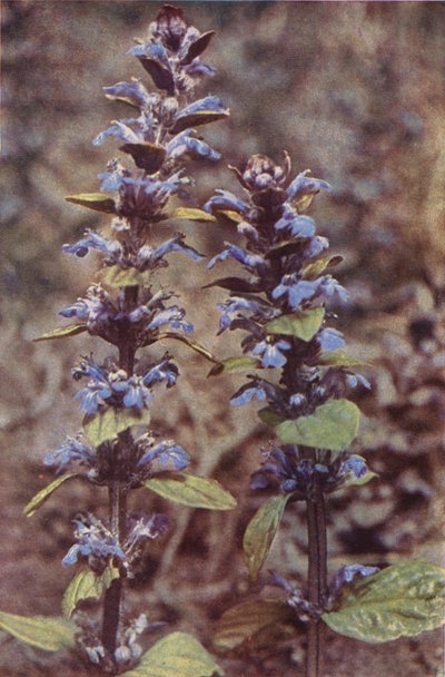 Flores silvestres: Corneta (foto color) de Charles Essenhigh Corke
