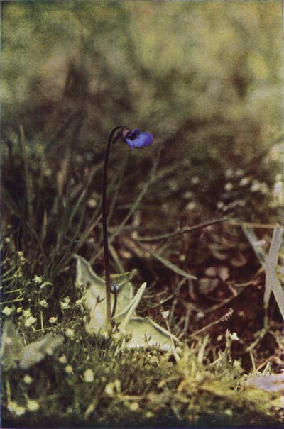 Flores silvestres: Butterwort (foto a color) de Charles Essenhigh Corke