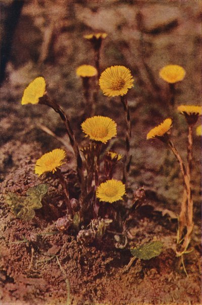Flores silvestres: Coltsfoot (foto a color) de Charles Essenhigh Corke