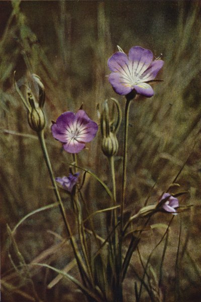 Flores silvestres: Maíz-berberecho (foto color) de Charles Essenhigh Corke