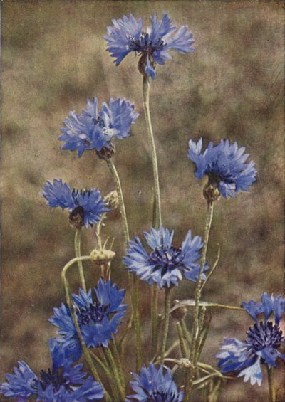 Flores silvestres: Aciano (foto a color) de Charles Essenhigh Corke