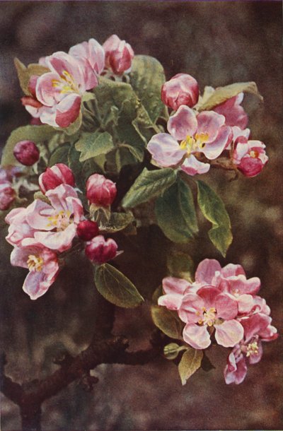 Flores silvestres: Crab-Apple (foto a color) de Charles Essenhigh Corke