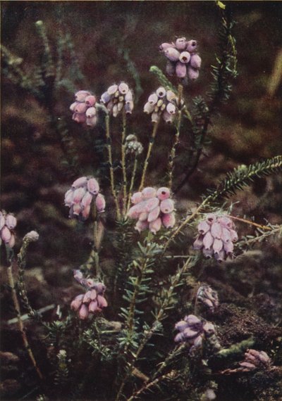 Flores silvestres: brezo de hojas cruzadas (foto en color) de Charles Essenhigh Corke