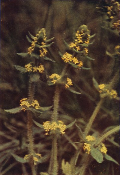 Flores silvestres: Cross-Wort (foto a color) de Charles Essenhigh Corke
