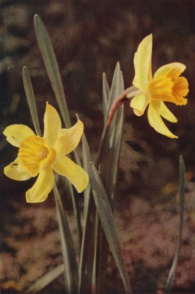 Flores silvestres: Narciso (foto color) de Charles Essenhigh Corke