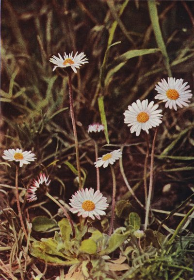 Flores silvestres: Margarita (foto a color) de Charles Essenhigh Corke
