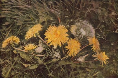 Flores silvestres: diente de león (foto a color) de Charles Essenhigh Corke