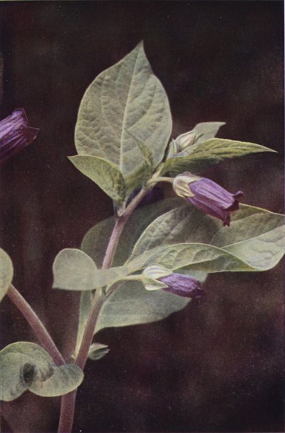 Flores silvestres: Deadly Nightshade (foto en color) de Charles Essenhigh Corke
