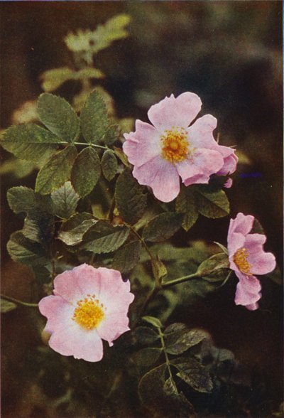 Flores silvestres: Dog Rose (foto a color) de Charles Essenhigh Corke