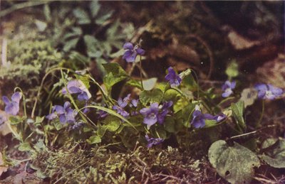 Flores silvestres: Dog Violet (foto a color) de Charles Essenhigh Corke