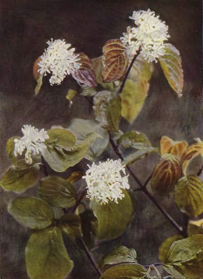Flores silvestres: Dogwood (foto a color) de Charles Essenhigh Corke