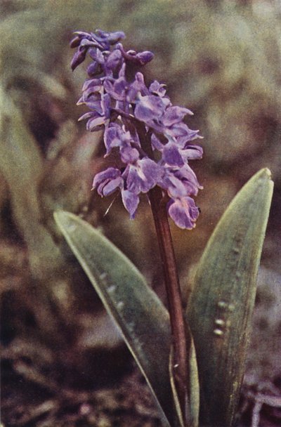 Flores silvestres: Early Purple Orchid (foto en color) de Charles Essenhigh Corke