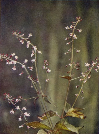Flores silvestres: Sombra Nocturna del Encantador (foto en color) de Charles Essenhigh Corke