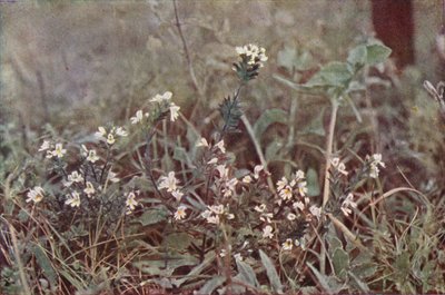 Flores silvestres: Eufrasia (foto a color) de Charles Essenhigh Corke
