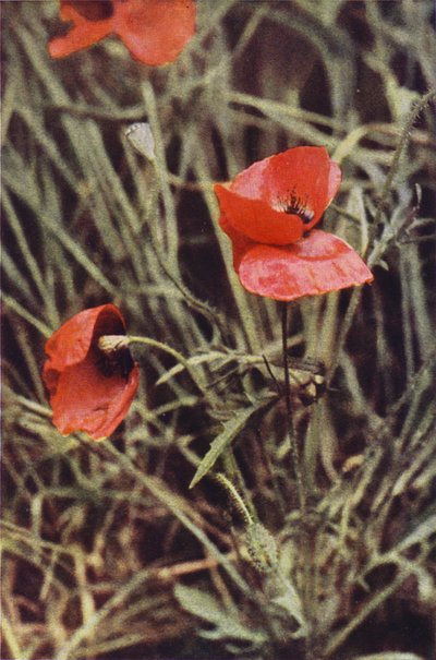 Flores silvestres: Amapola de campo (foto en color) de Charles Essenhigh Corke