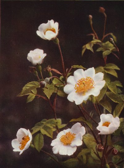 Flores silvestres: Field Rose (foto a color) de Charles Essenhigh Corke